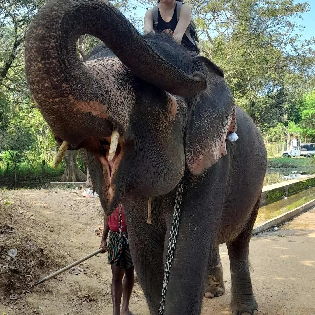 Elephant Ride